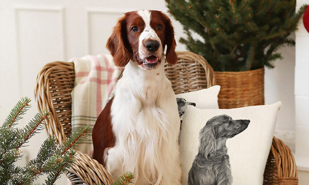 Fira en mysig och säker jul med din hund