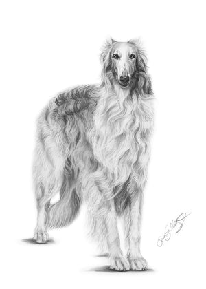 Borzoi