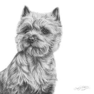 Cairnterrier