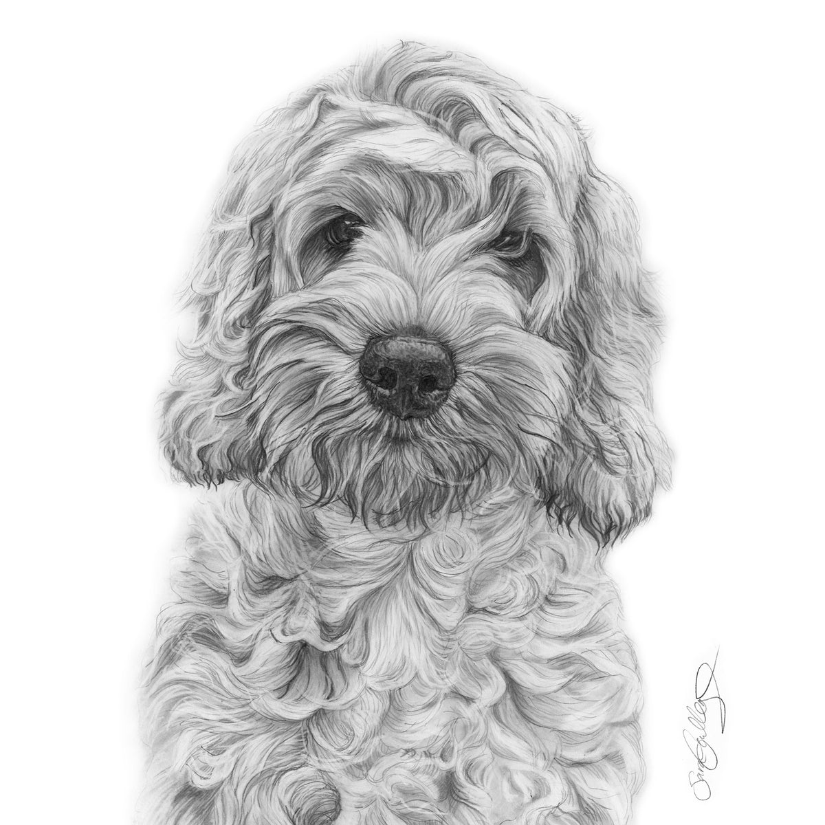 Cockerpoo / Cockapoo – Art For Animals