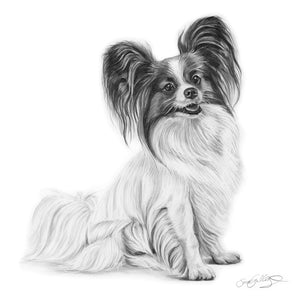 Papillon