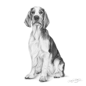 Welsh Springer Spaniel
