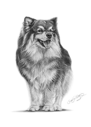 Finsk Lapphund