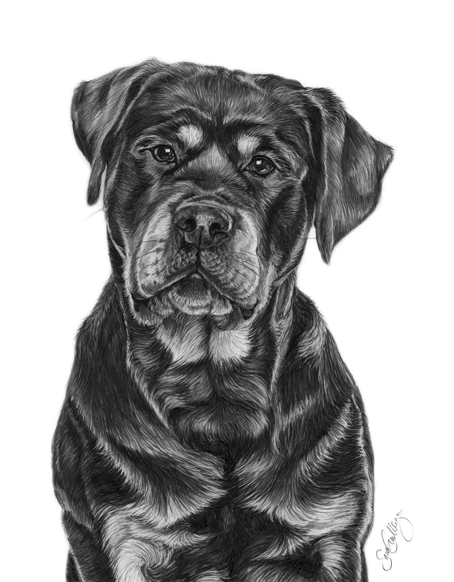 Rottweiler – Art For Animals