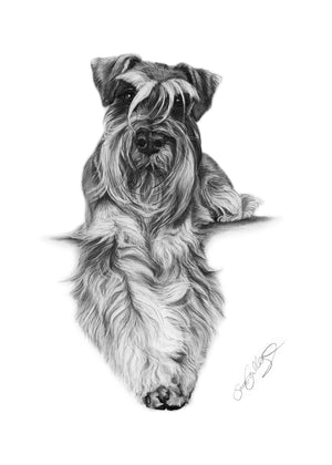 Schnauzer