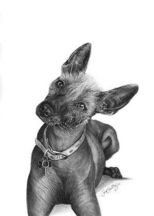 Xoloitzcuintle / Mexikansk Nakenhund