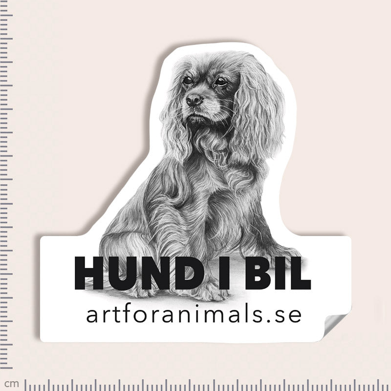 Bildekal - Cavalier King Charles Spaniel