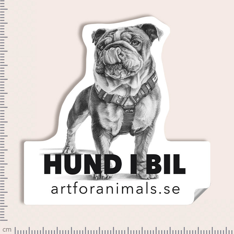 Bildekal - Engelsk Bulldog