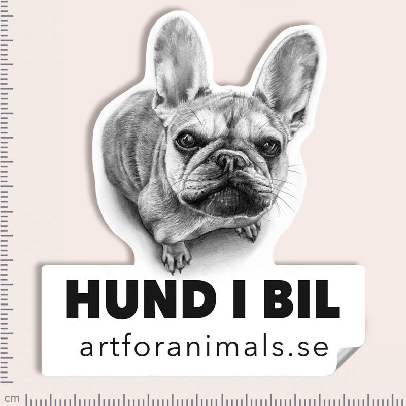 Bildekal - Fransk bulldog