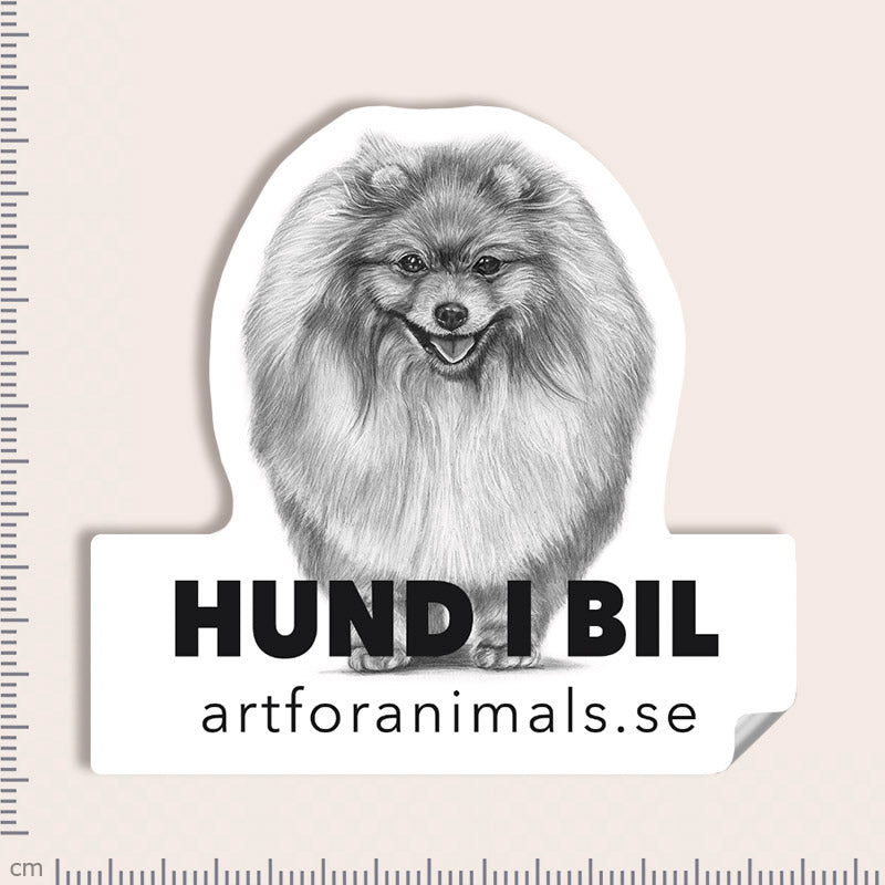 Bildekal - Pomeranian / Dvärgspets