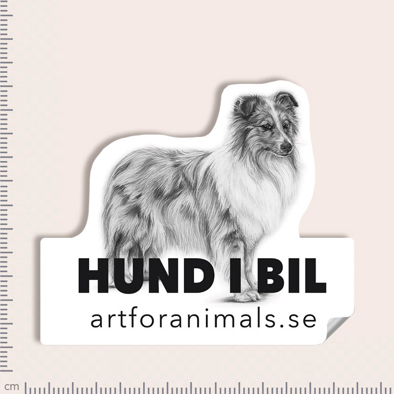 Bildekal - Shetland Sheepdog