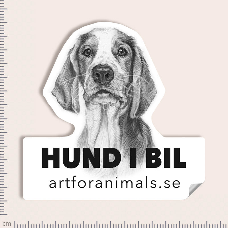 Bildekal - Welsh Springer Spaniel