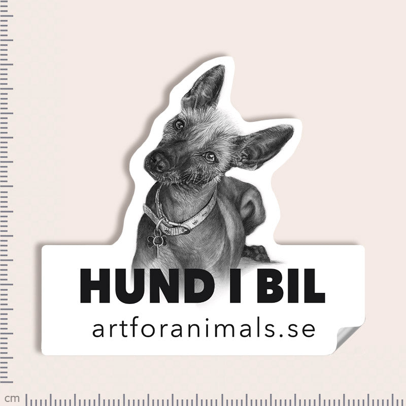 Bildekal - Xoloitzcuintle / Mexikansk Nakenhund