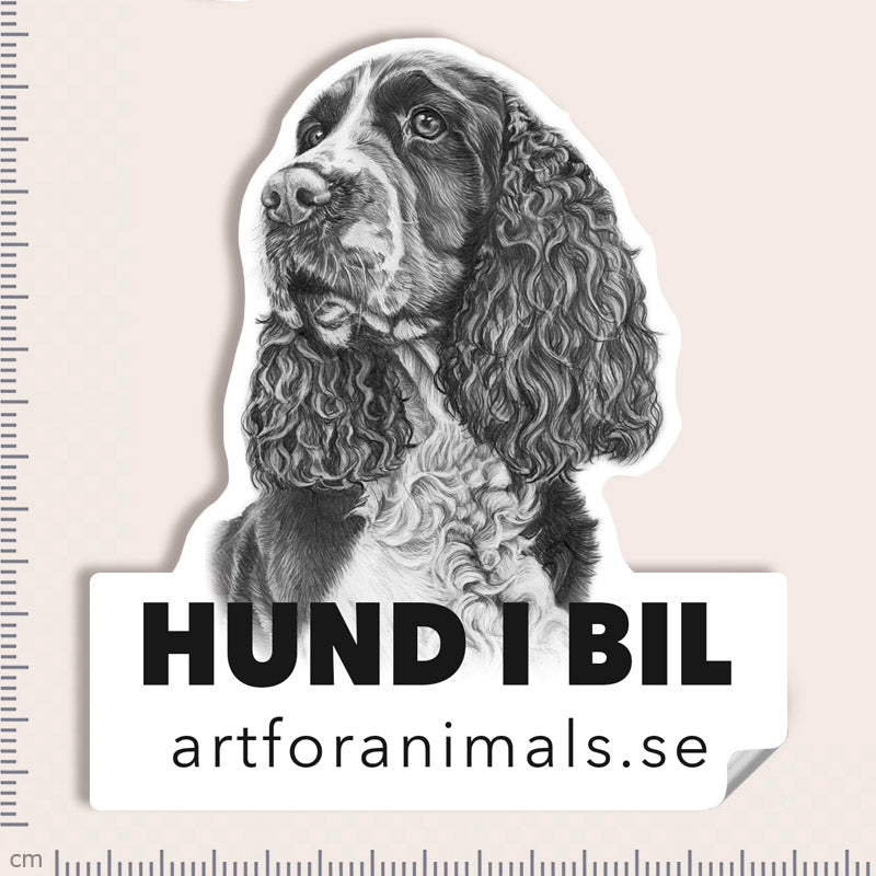 Bildekal - Engelsk Springer Spaniel