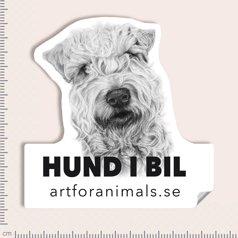 Bildekal - Irish Soft Coated Wheaten Terrier