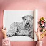 Poster - Irish Soft Coated Wheaten Terrier