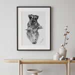 Poster - Schnauzer