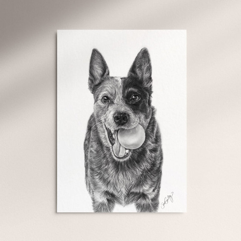 Poster - Queensland Heeler / Australian Cattledog