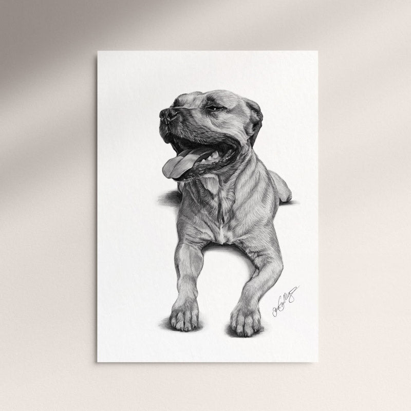 Poster - American Staffordshire Terrier