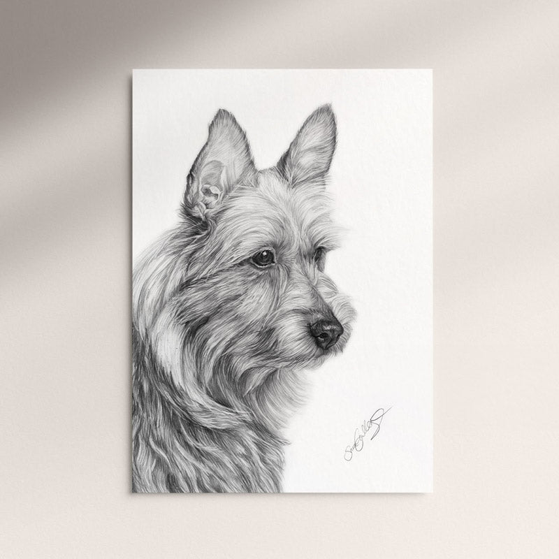 Poster - Australisk Terrier