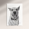 Poster - Blandras