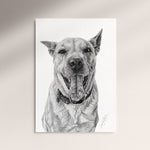 Poster - Blandras