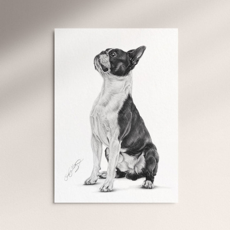 Poster - Bostonterrier