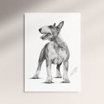 Poster - Bullterrier