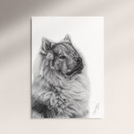 Poster - Eurasier