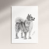 Poster - Isländsk Fårhund