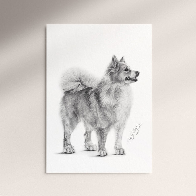 Poster - Isländsk Fårhund