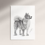 Poster - Isländsk Fårhund