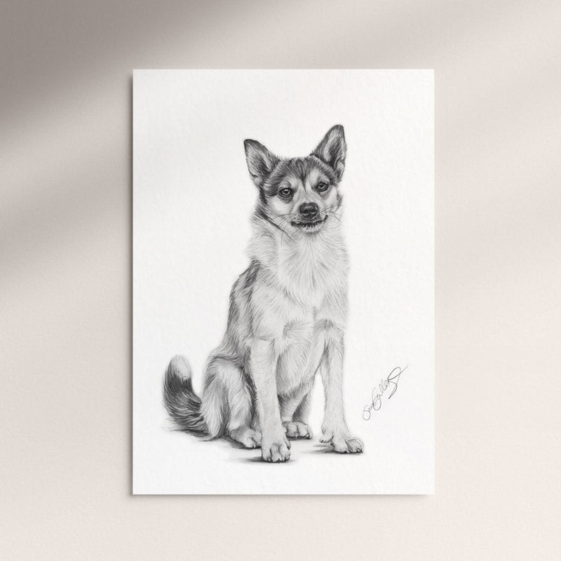Poster - Norsk Lundehund