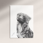 Poster - Nova Scotia Duck Tolling Retriever