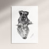 Poster - Schnauzer
