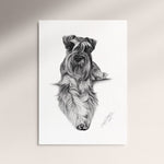 Poster - Schnauzer