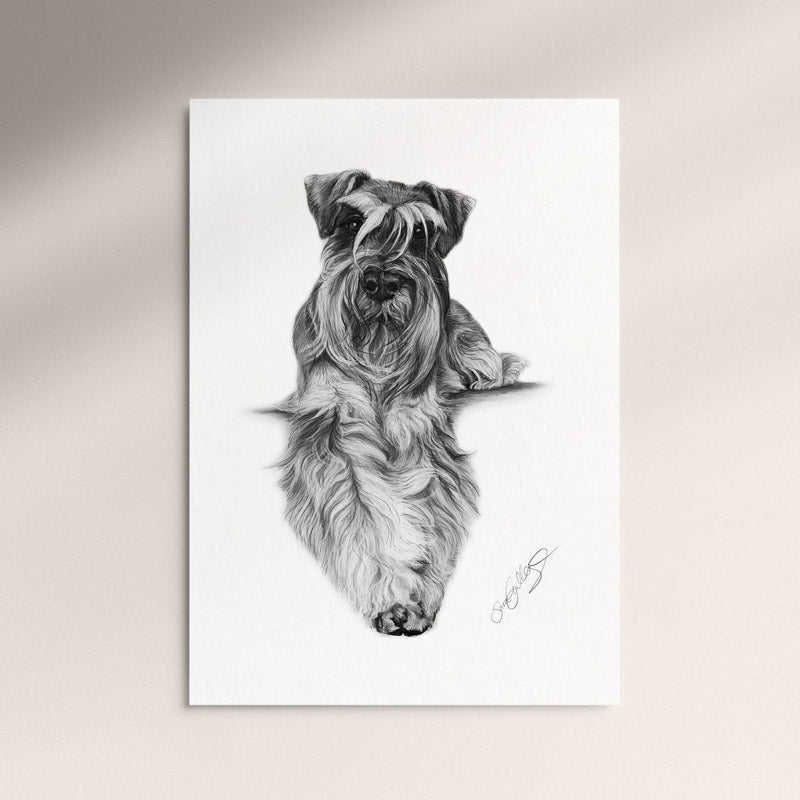 Poster - Schnauzer