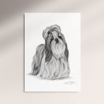 Poster - Shih Tzu