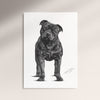 Poster - Staffordshire Bullterrier