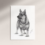 Poster - Västgötaspets