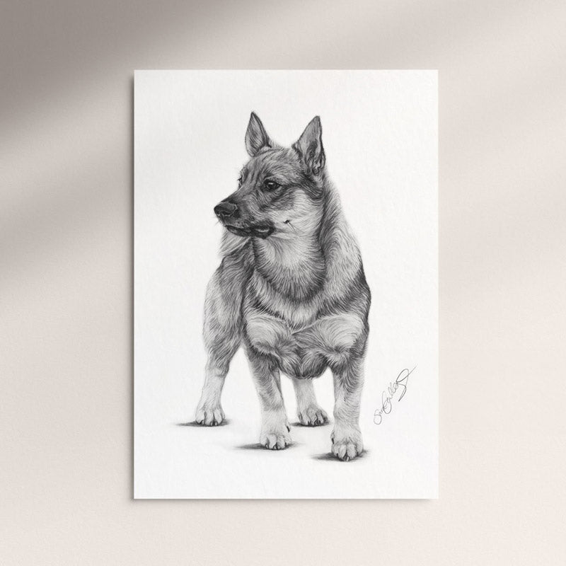Poster - Västgötaspets