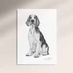Poster - Welsh Springer Spaniel