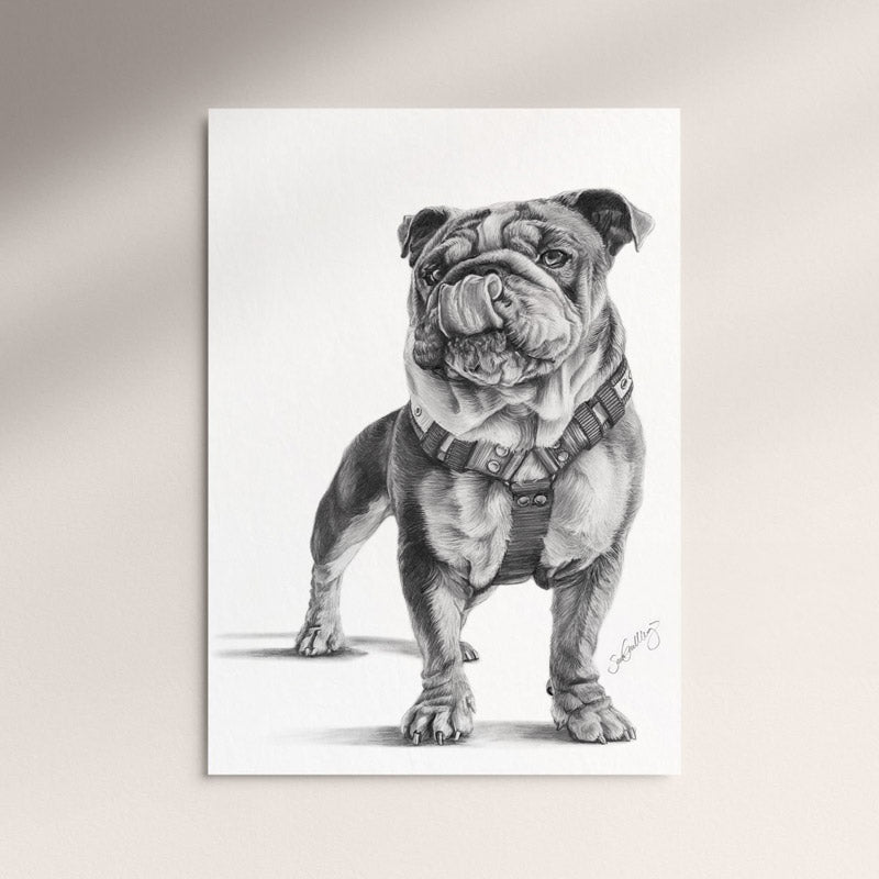 Poster - Engelsk Bulldog