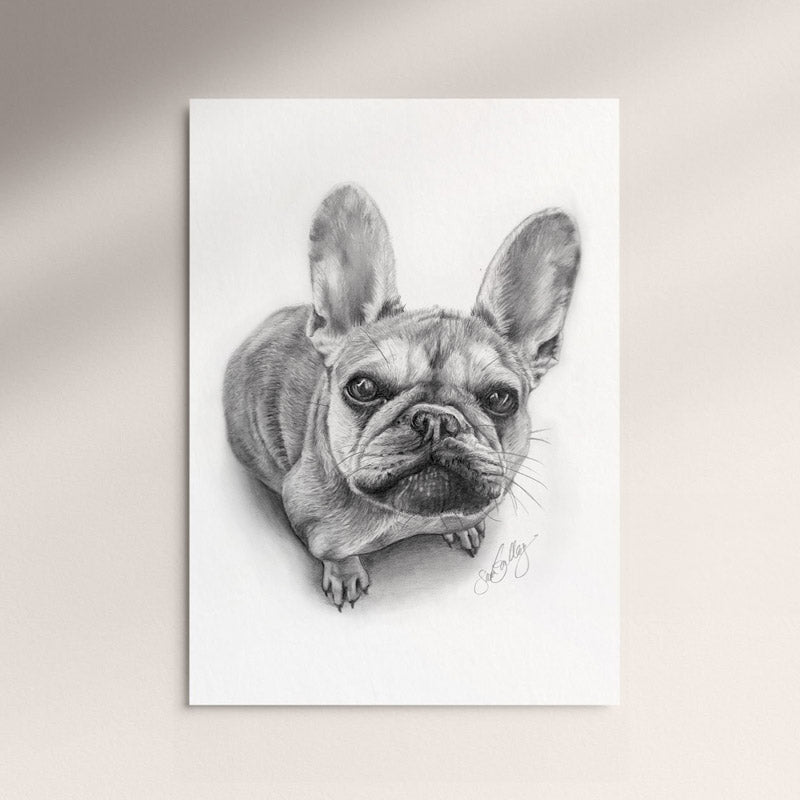 Poster - Fransk Bulldog