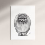 Poster - Dvärgspets / Pomeranian