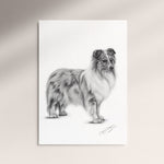Poster - Shetland Sheepdog