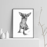 Poster - Chihuahua