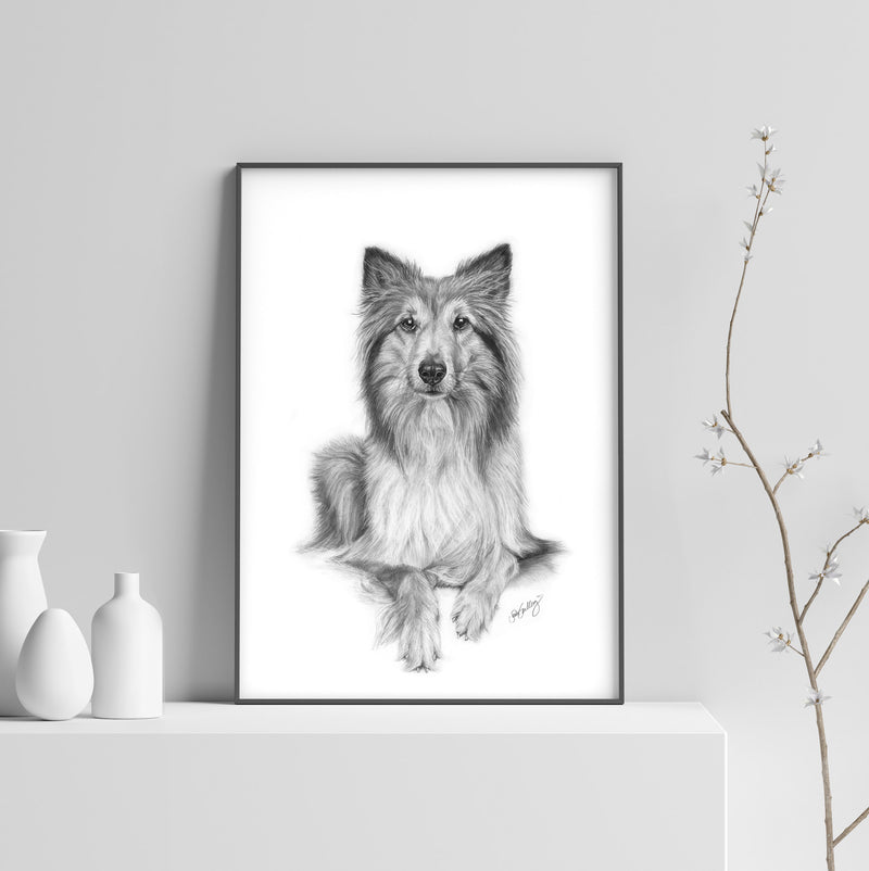 Poster - Collie