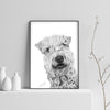 Poster - Irish Soft Coated Wheaten Terrier
