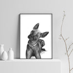 Poster - Xoloitzcuintle / Mexikansk Nakenhund